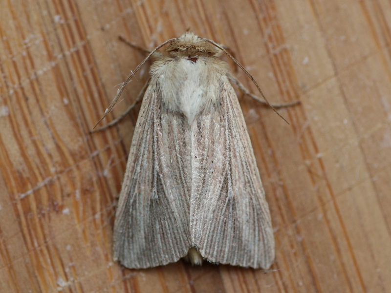 Mythimna sp. - Noctuidae